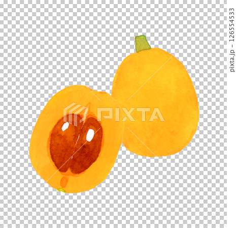 半分にカットしたびわ　フルーツの手描き水彩イラスト素材 126554533