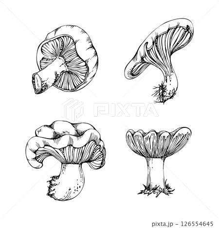 Russula webcap gill mushroom fungus, autumn forest harvest, edible raw ingredient for vegan cooking. Single element hand drawn in vector ink. Foraging logbooks, gardening notebooks, nature posters 126554645