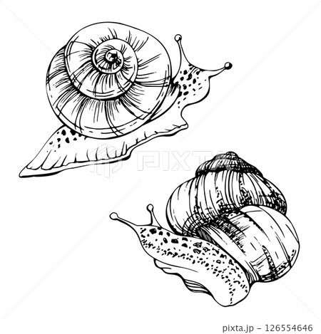 Snail shelled gastropod mollusc slug, slow moving animal. Single element isolated illustration hand drawn in vector ink. Nature educational posters, gardening guides calendars, cards labels print art Snail shelled gastropod mollusc slug, slow moving animal. Single element isolated illustration hand drawn in vector ink. Nature educational posters, gardening guides calendars, cards labels print art 126554646