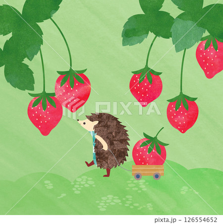 いちごの背景イラスト 126554652