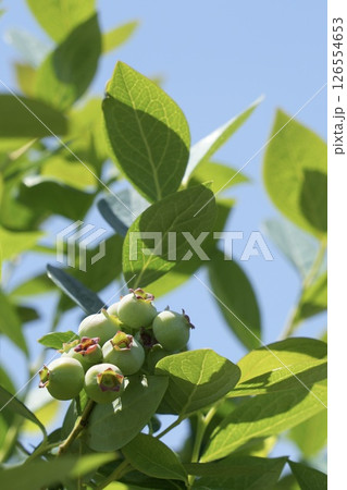 青い実をつけたブルーベリーの木 青空背景 青い実をつけたブルーベリーの木 青空背景 126554653