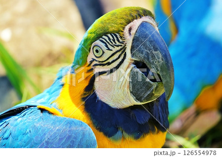 ルリコンゴウインコ ルリコンゴウインコ 126554978