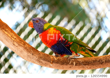 ゴシキセイガイインコ 126554990