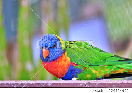 ゴシキセイガイインコ 126554993