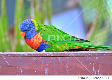 ゴシキセイガイインコ 126554994