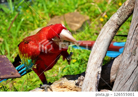 ベニコンゴウインコ 126555001
