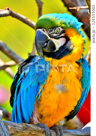 ルリコンゴウインコ 126555002