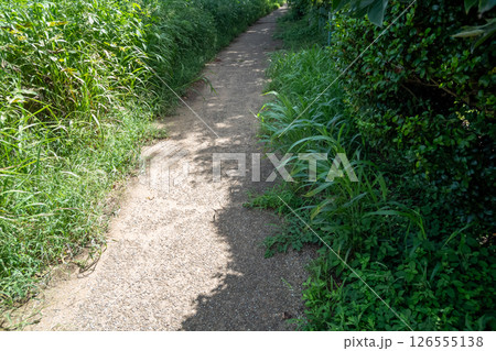 両脇を雑草に覆われた歩道 126555138