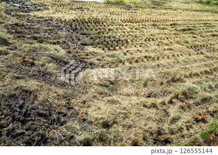 稲刈り 126555144