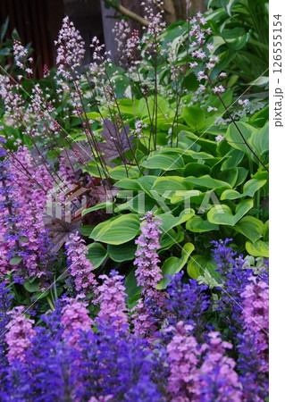 庭イメージ　アジュガ・ホスタ・ティアレア 126555154