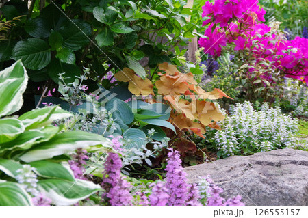 庭イメージ　アジュガ・ホスタ・ツツジ・ヒューケラ 126555157