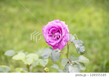 紫のバラ バラ パープル 花 初夏 梅雨 5月 イメージ 126555185