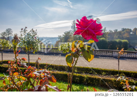 magnificent roses in the classic French garden style (Versailles style) at the Saint-Claude estate 126555201