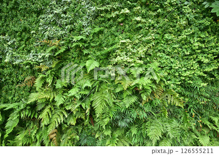 ウォールグリーン 壁面緑化 都市緑化 緑の壁面 背景素材 ウォールグリーン 壁面緑化 都市緑化 緑の壁面 背景素材 126555211