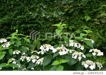 ウォールグリーン　壁面緑化　都市緑化　緑の壁面　背景素材 126555215