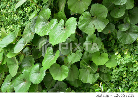 ウォールグリーン 壁面緑化 都市緑化 緑の壁面 背景素材 ウォールグリーン 壁面緑化 都市緑化 緑の壁面 背景素材 126555219