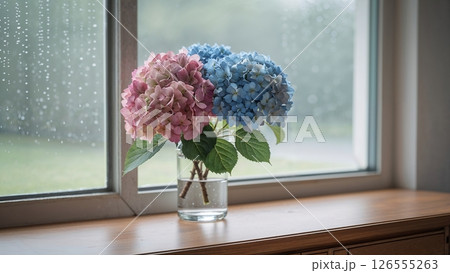 雨音とともに咲く紫陽花の彩り 126555263