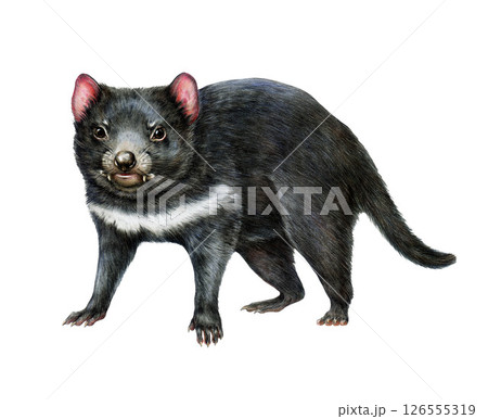 Tasmanian devil Australian animal watercolor illustration on white background. Tasmanian devil largest surviving carnivorous marsupial. Sarcophilus harrisii Australia native wildlife mammal isolated 126555319