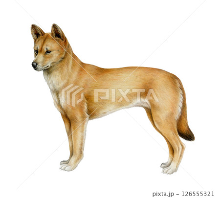 Dingo dog realistic portrait watercolor illustration. Australian wild dog vintage style hand drawn image. Canis familiaris Australia native predator mammal isolated on white background Dingo dog realistic portrait watercolor illustration. Australian wild dog vintage style hand drawn image. Canis familiaris Australia native predator mammal isolated on white background 126555321