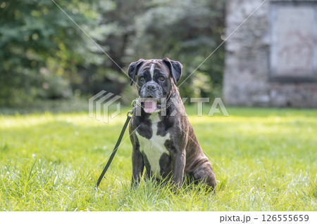 beautiful 3 years old purebred golden brown german boxer dog puppy jumping playing outdoor shooting beautiful 3 years old purebred golden brown german boxer dog puppy jumping playing outdoor shooting 126555659