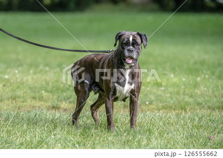 beautiful 3 years old purebred golden brown german boxer dog puppy jumping playing outdoor shooting beautiful 3 years old purebred golden brown german boxer dog puppy jumping playing outdoor shooting 126555662