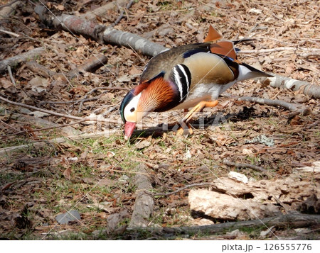 オシドリ オシドリ 126555776