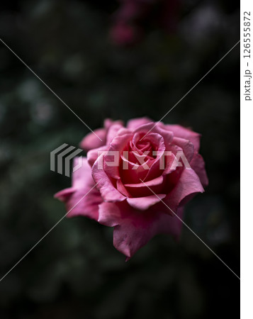柔らかい光の薔薇の花 126555872