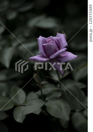 柔らかい光の薔薇の花 126555889