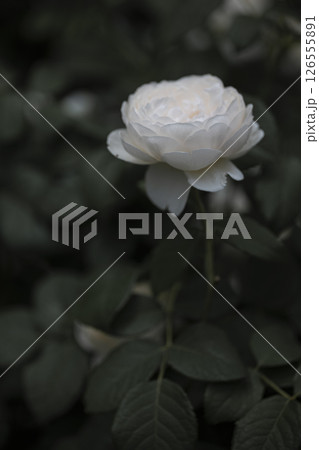 柔らかい光の薔薇の花 柔らかい光の薔薇の花 126555891