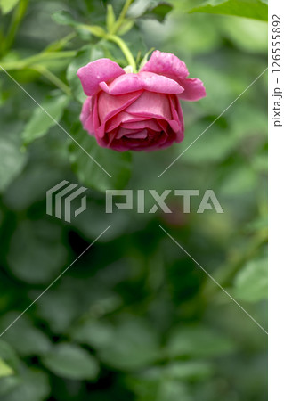 柔らかい光の薔薇の花 126555892