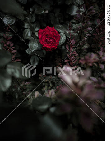 柔らかい光の薔薇の花 柔らかい光の薔薇の花 126555911