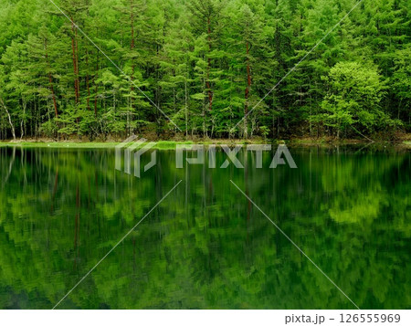 癒しのグリーン風景 126555969