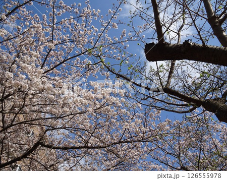 白い花の桜-54 126555978