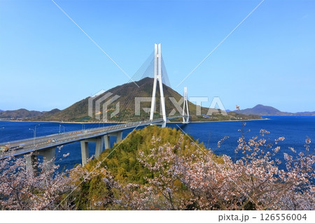 【広島県】桜咲く春の多々羅展望台から見た（多々羅大橋） 126556004