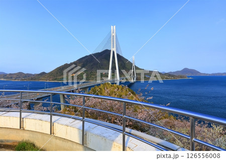 【広島県】桜咲く春の多々羅展望台から見た(多々羅大橋) 【広島県】桜咲く春の多々羅展望台から見た(多々羅大橋) 126556008