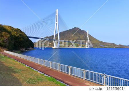 【広島県】春の道の駅多々羅しまなみ公園から見た（多々羅大橋） 126556014