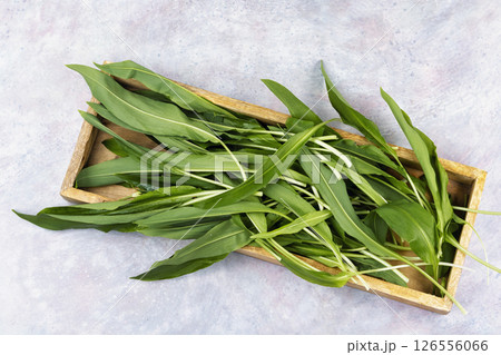Wild Spring Ramps. Wild Spring Ramps. 126556066