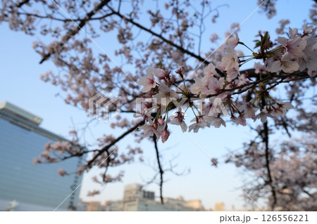 明け方の青空と桜の枝 明け方の青空と桜の枝 126556221