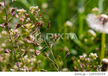 Capsella bursa-pastoris, known as shepherd's bag. Widespread and common weed in agricultural and garden crops. Medicinal plant in natural environment 126556354