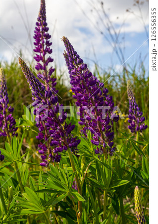 Lupinus, lupin, lupine field with pink purple and blue flowers Lupinus, lupin, lupine field with pink purple and blue flowers 126556355