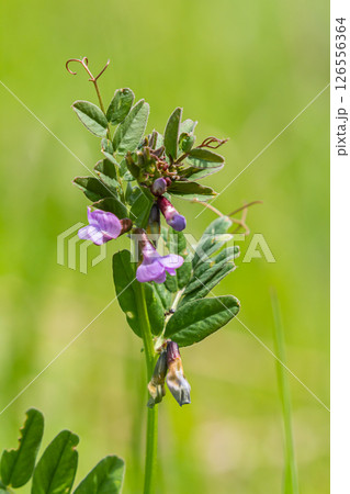 Vicia sepium or bush vetch is a plant species of the genus Vicia. Bush vetch Vicia sepium blooming on a meadow Vicia sepium or bush vetch is a plant species of the genus Vicia. Bush vetch Vicia sepium blooming on a meadow 126556364
