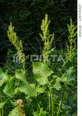 Part of a sorrel bush Rumex confertus growing in the wild with dry seeds on the stem Part of a sorrel bush Rumex confertus growing in the wild with dry seeds on the stem 126556387