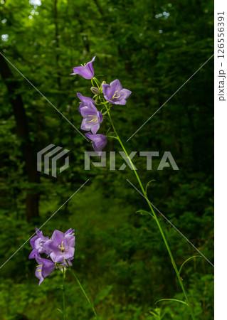 Photo of Campanula latifolia flower, broad-leaved bellflower, urple, botany forest meadow, spring flowering plant forest, nature macro photo 126556391
