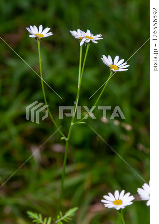 In the spring in the wild in the woods blooms tansy shields Tanacetum corymbosum 126556392