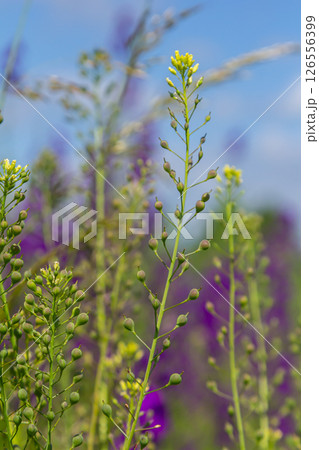 Camelina microcarpa, Brassicaceae. Wild plant shot in spring Camelina microcarpa, Brassicaceae. Wild plant shot in spring 126556399