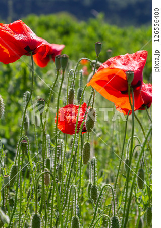 Papaver rhoeas or common poppy, red poppy is an annual herbaceous flowering plant in the poppy family, Papaveraceae, with red petals 126556400