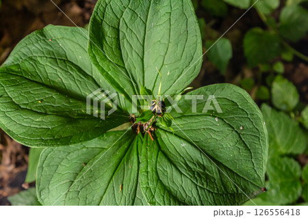 Very poisonous plant Raven's eye four-leaf Paris quadrifolia also known, berry or True Lovers Knot growing in the wild in a forest 126556418