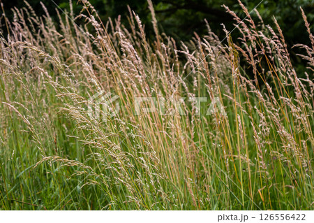 Poa trivialis rough bluegrass, rough-stalked meadow-grass or rough meadow-grass, is perennial plant regarded in US as ornamental plant. It is part of grass family 126556422