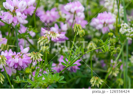 the flowers of Securigera varia - crownvetch, purple crown vetch 126556424