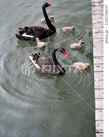 中国・上海辰山植物園・黒鳥ファミリー 126556637
